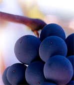 Solo la migliore uva per la produzione ed esportazione dei vini Italiani, i vini possono essere classificati sia in funzione del vitigno (variet di vite utilizzata per la produzione) che in funzione della zona di produzione. I vitigni pi famosi e diffusi nel mondo (i cosiddetti "Vitigni internazionali" o "Alloctoni") sono fra i rossi il Cabernet-Sauvignon, il Cabernet franc, il Merlot, il Pinot noir, lo Zinfandel e il Syrah; tra i bianchi il Sauvignon blanc, lo Chardonnay, il Muscat ed il Riesling Le zone di produzione pi famose nel mondo sono, oltre alle diverse regioni dell'Italia, la provincia di Bordeaux, la Borgogna, la Champagne e l'Alsazia in Francia, La Rioja in Spagna e la Napa Valley in California